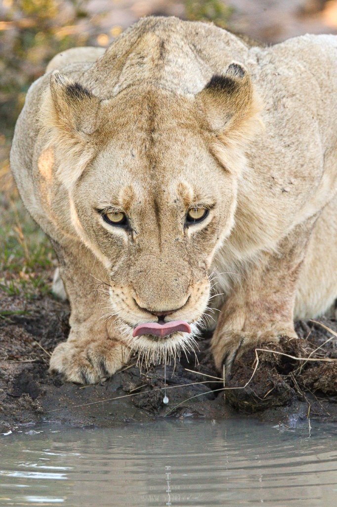 Sabi Sabi Jana Du Plessis Msuthlu Pride Lionesses Feeding On Wildebeest Kill