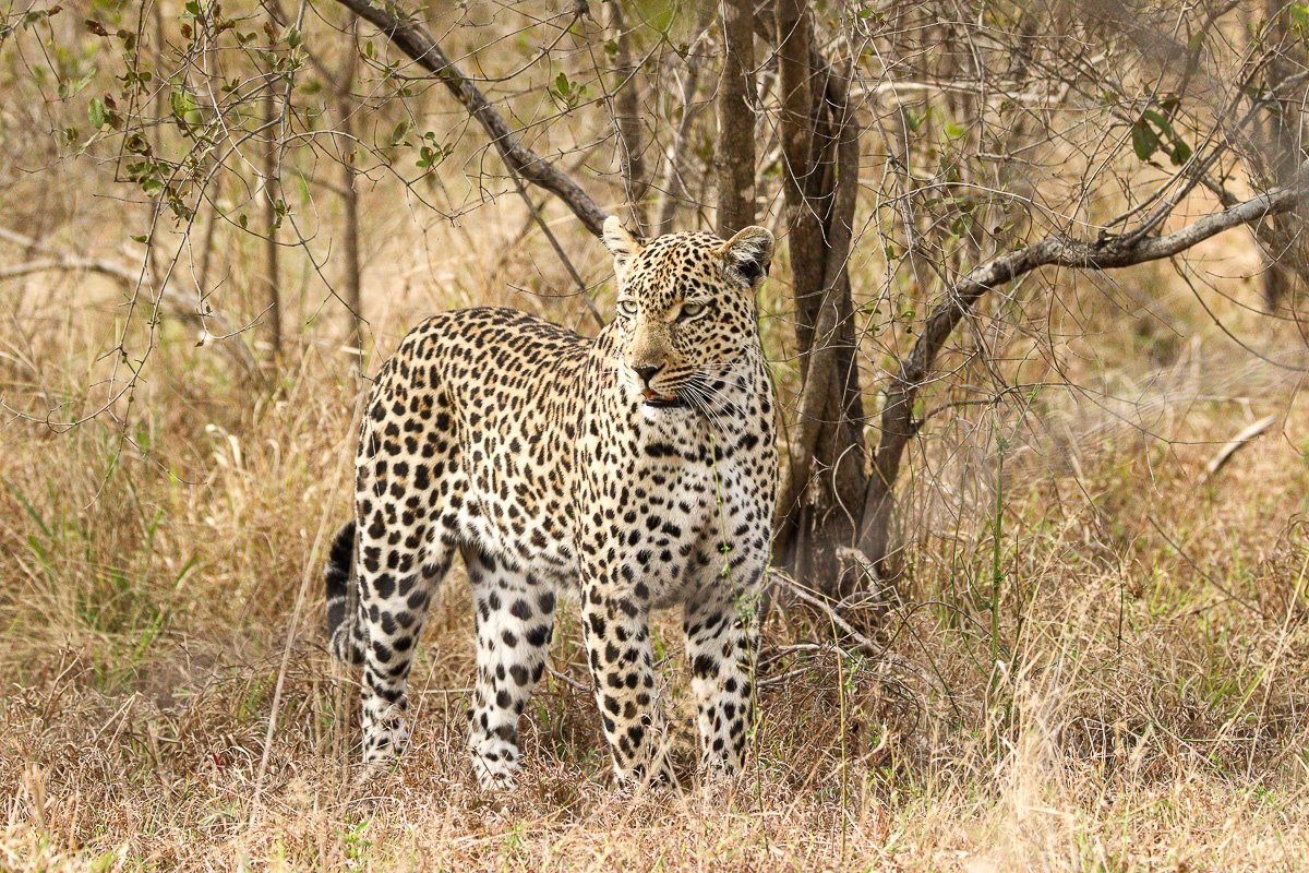 Sabi Sabi Jana Du Plessis Tengile Leopardess Carrying Young Duiker