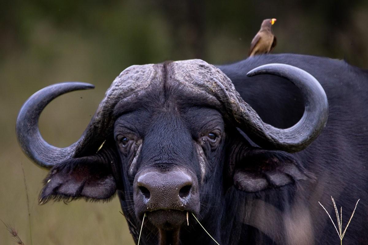 Sabi Sabi Ronald Mutero Bachelor Buffalo Bulls Grazing Game Reserve