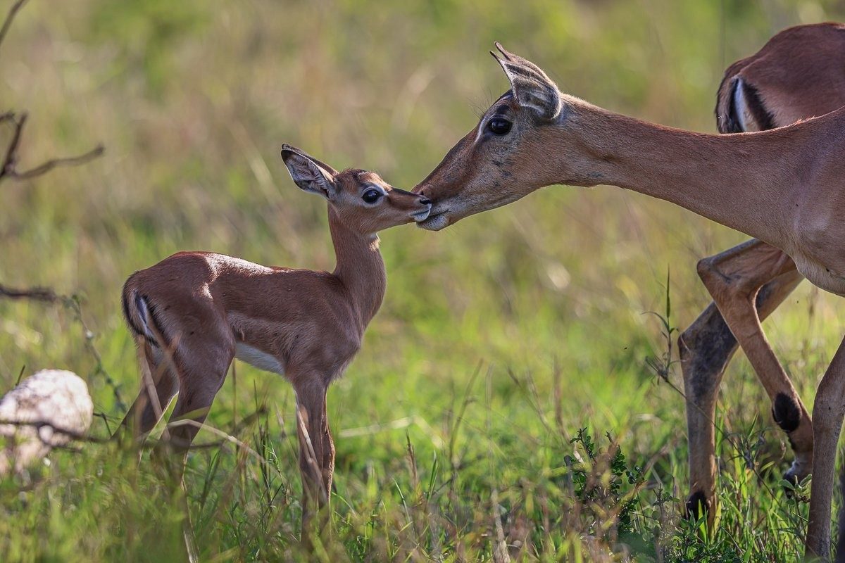 Impala mother and calf having caring moment.