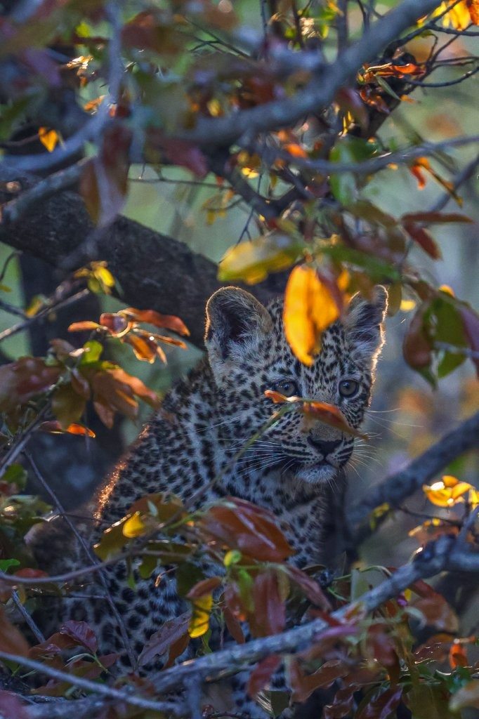 Kurhula leopard cub cautiously inspecting a safari vehicle