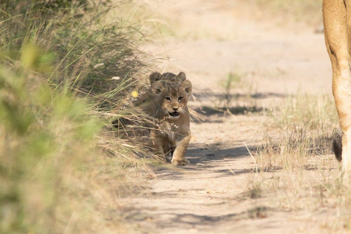 B06andries Lions.spcubs 180423 1.tr11 B06andries Lions.spcubs 180423 1.tr11