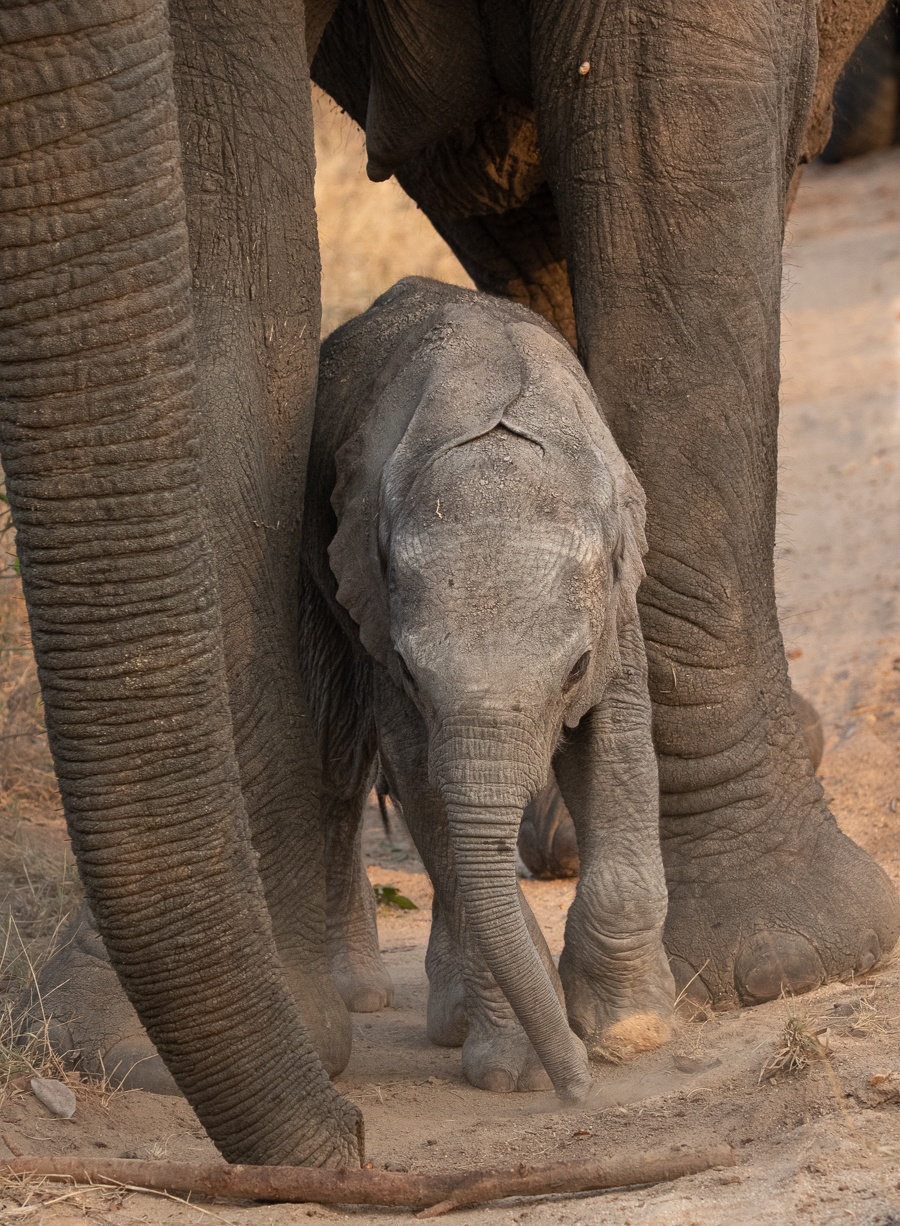 02Jason Street   Elephant   190922.