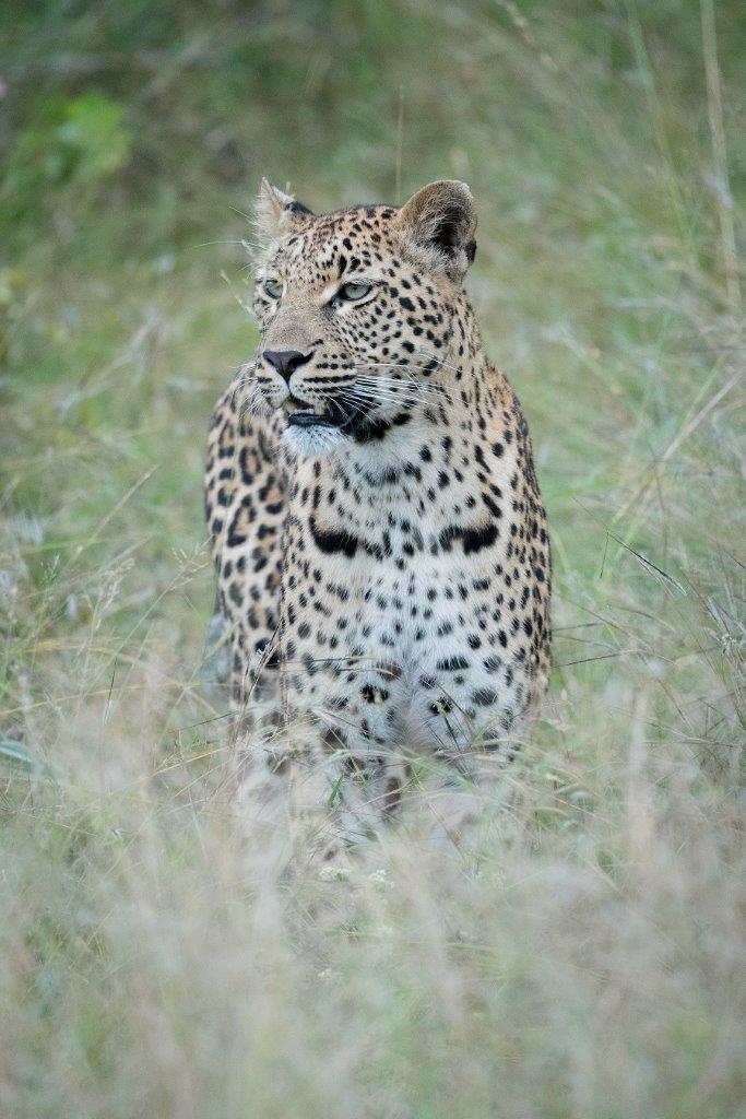 We followed Golonyi, a female leopard, through the bush as she started hunting. We followed Golonyi, a female leopard, through the bush as she started hunting.
