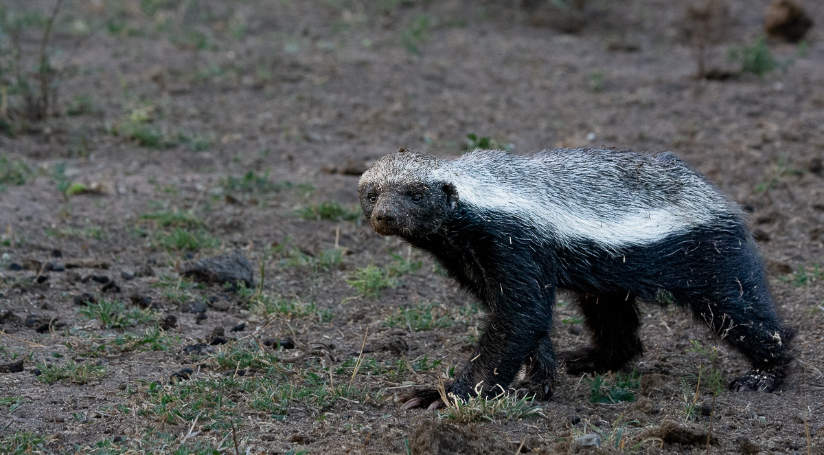 A curious Honey badger on the move. A curious Honey badger on the move.
