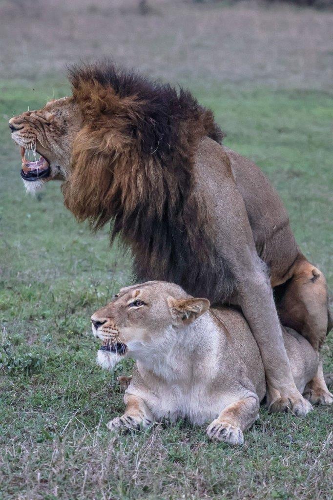 These lions have been mating regularly throughout the week.