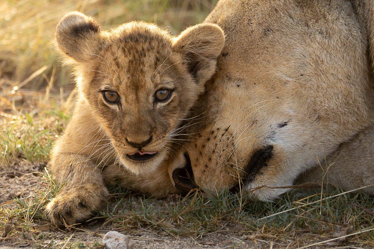 JP Van Rooyen Talamati Pride Cub
