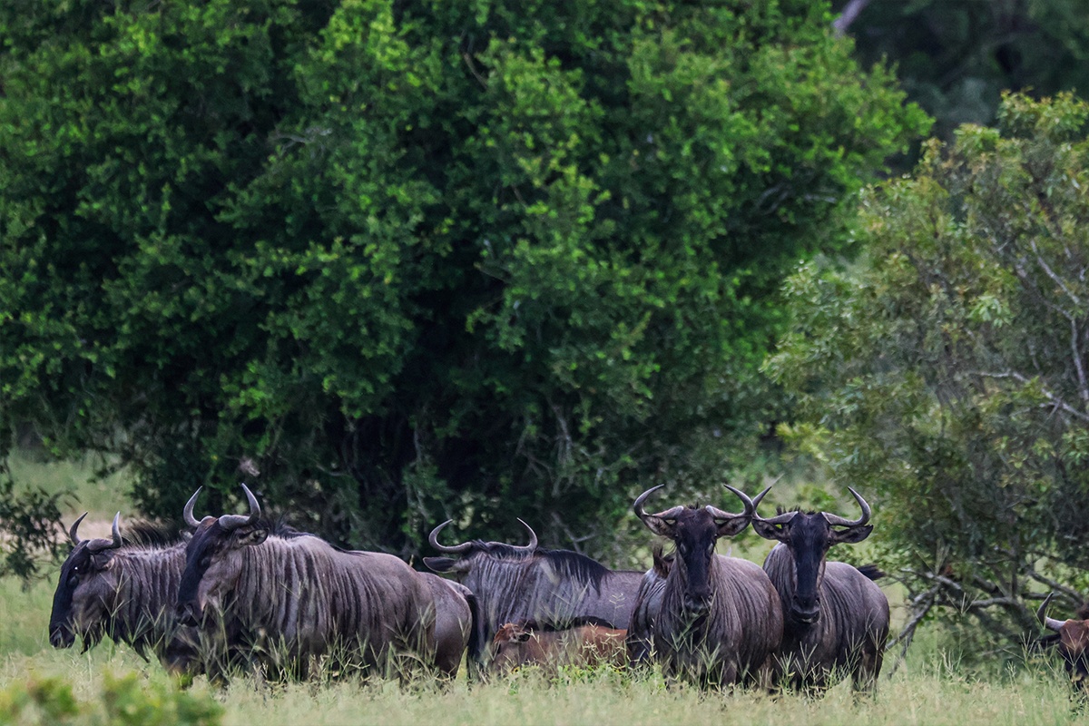 Sabi Sabi Ruan Mey Blue Wildebeest 01 Sabi Sabi Ruan Mey Blue Wildebeest 01