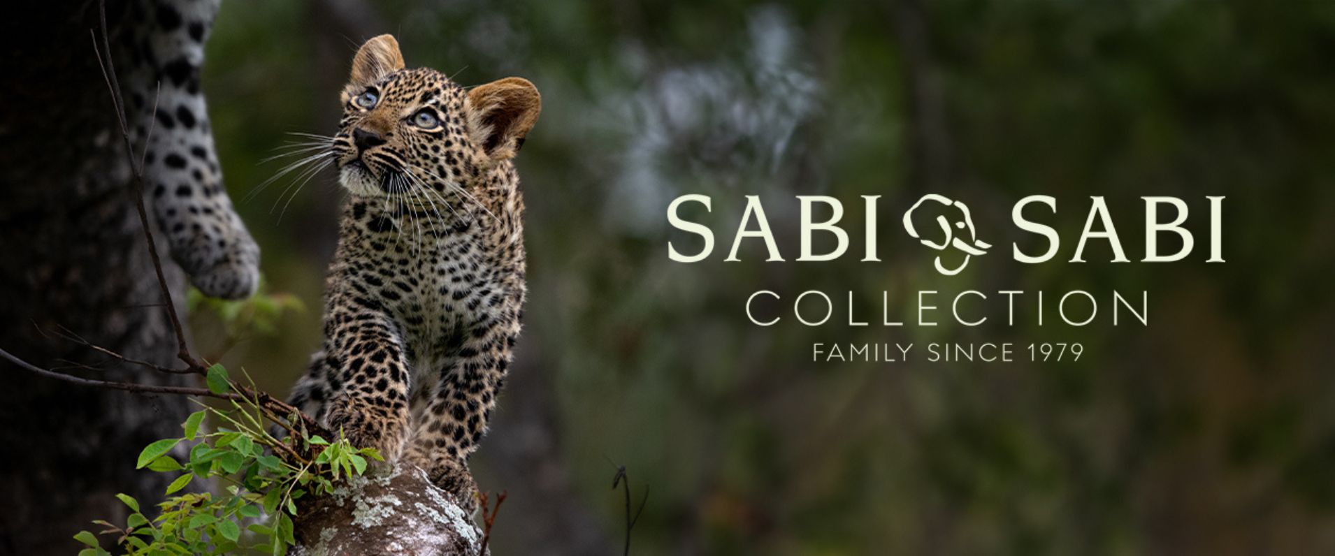 Sabi Sabi Collection Newsletter Blog Sabi Sabi Collection Newsletter Blog