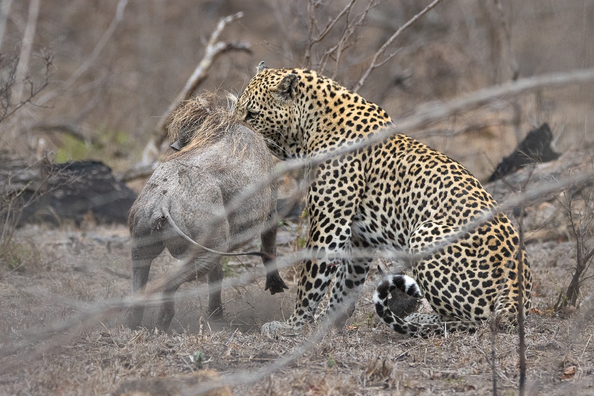The leopard successfully takes down the warthog, highlighting the fierce reality of the hunt. The leopard successfully takes down the warthog, highlighting the fierce reality of the hunt.