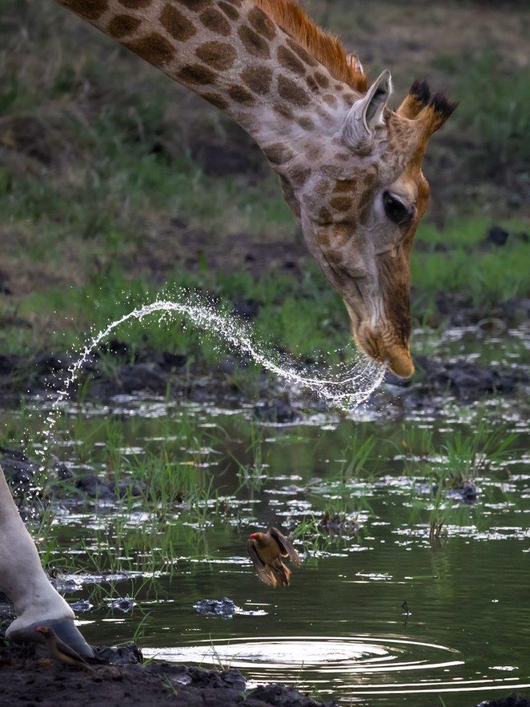 Sabi Sabi Devon Jansen Giraffe Drinking Sabi Sabi Devon Jansen Giraffe Drinking