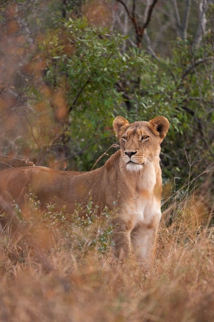 Sabi Sabi Viviane Ladner Southern Pride Lion Sabi Sabi Viviane Ladner Southern Pride Lion