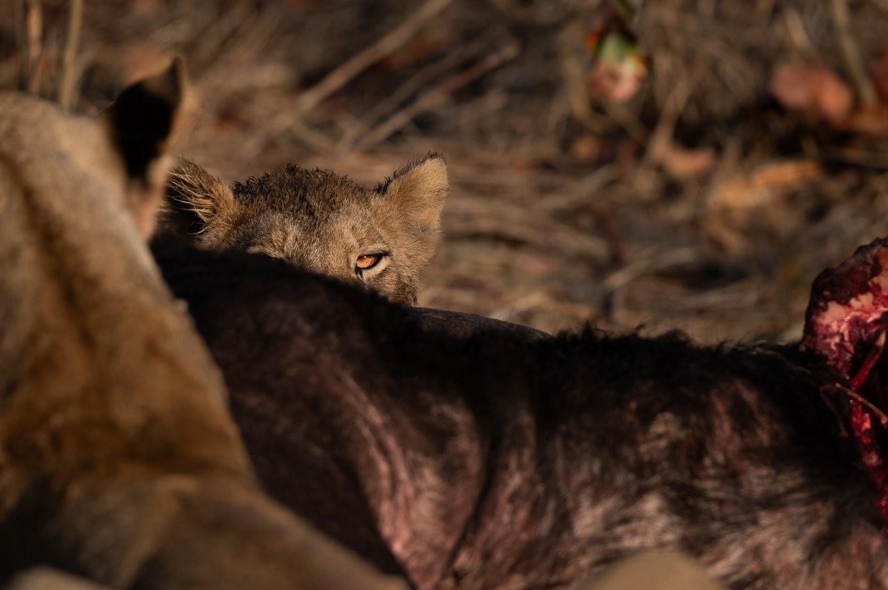 The Musuthlui pride feasts on a kill. The Musuthlui pride feasts on a kill.