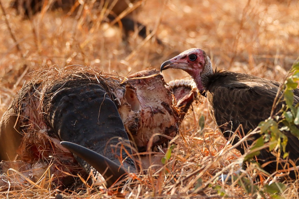 Vulture foraging on a buffalo skull