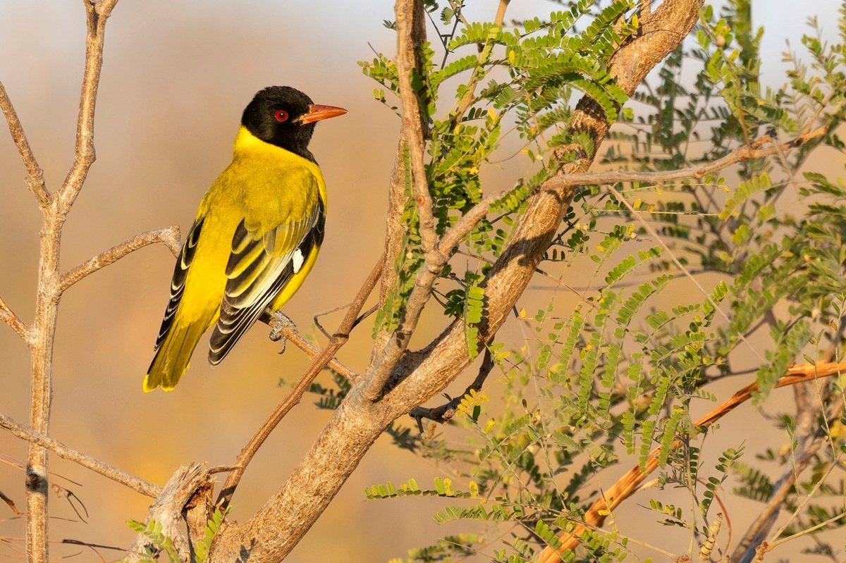Sabi Sabi Benjamin Loon Orial Sabi Sabi Benjamin Loon Orial