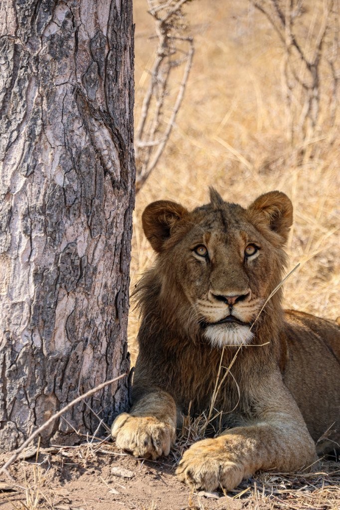 Sabi Sabi Jan Nel Msuthlu Lion In Shade Sabi Sabi Jan Nel Msuthlu Lion In Shade