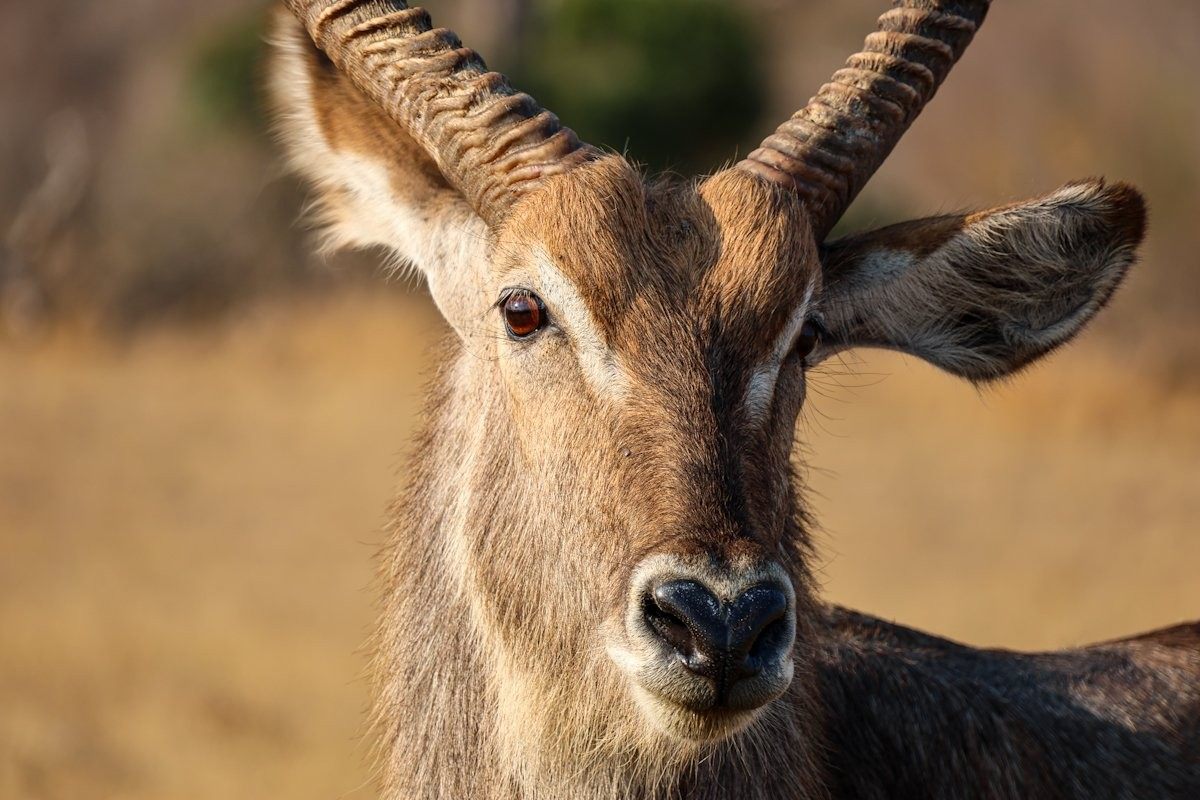 A majestic waterbuck bull grazes peacefully in soft morning light, its spiral horns catching the sun.