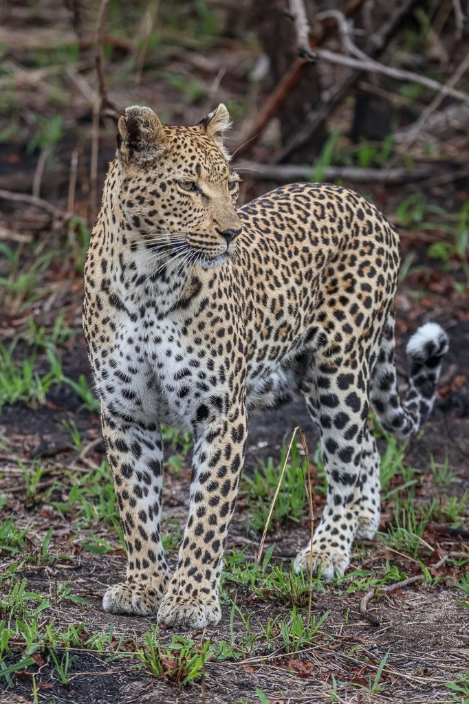 Ntsumi, a female leopard, is spotted during a game drive in the Sabi Sands. 