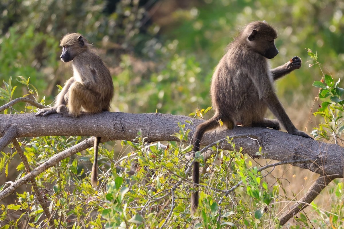 Sabi Sabi Jan Nel Baboons