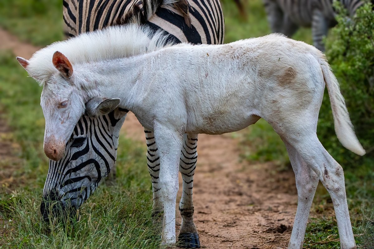 Leucistic zebra foal beside its mother.