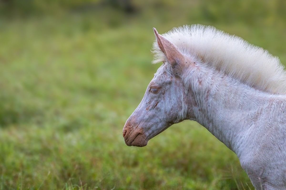 Pale zebra foal with faint markings standing among a herd of plains zebras.
