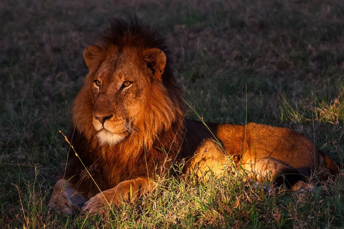 N’waswishaka male lions resting in the misty morning near Selati Camp