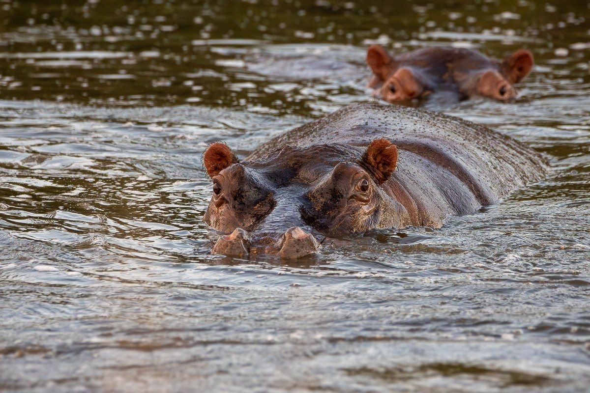 Family of hippos gathered in a river at Sabi Sabi, partially submerged in calm water.