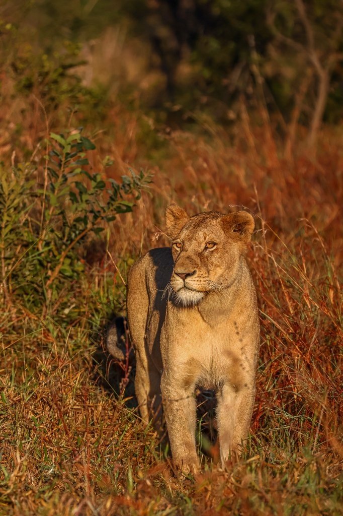 Southern Pride lioness relaxes in open grassland during a cool winter morning.