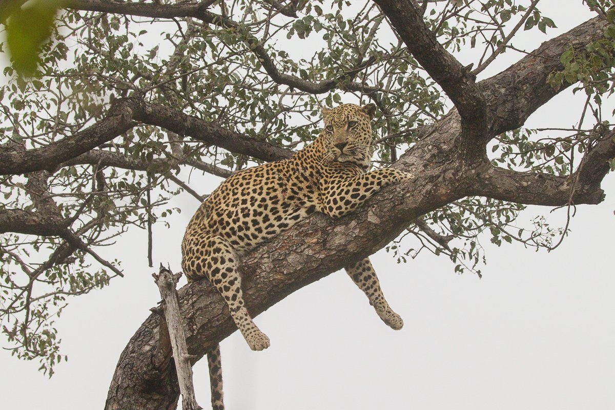Mawelawela male leopard alert and watchful before attempting to leave the tree.
