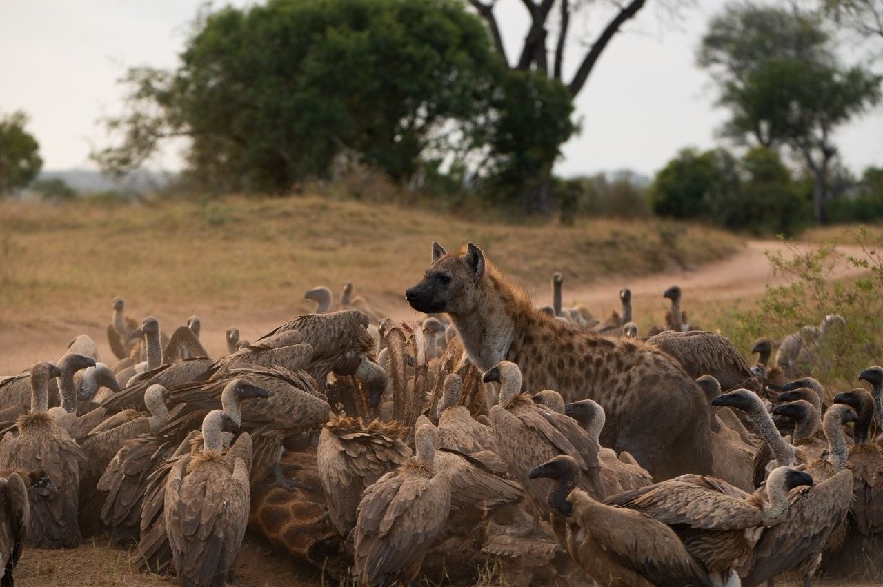Vultures and hyenas gathered around a giraffe carcass in the Sabi Sand bushveld.