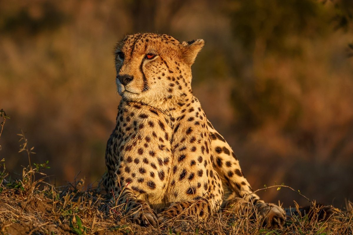 A male cheetah enjoying the afternoon sunshine while surveying the surrounding landscape.