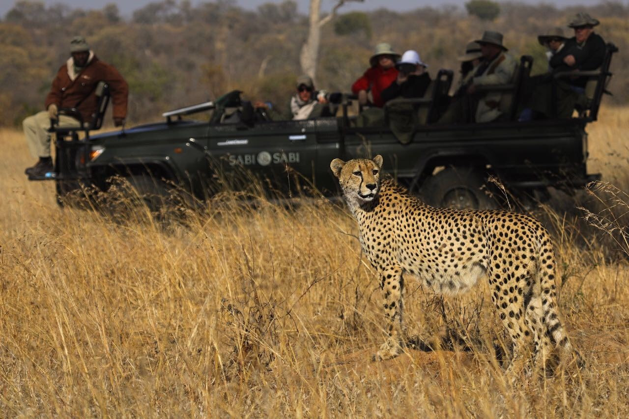 Sabi Sabi safari vehicle stops next to a cheetah