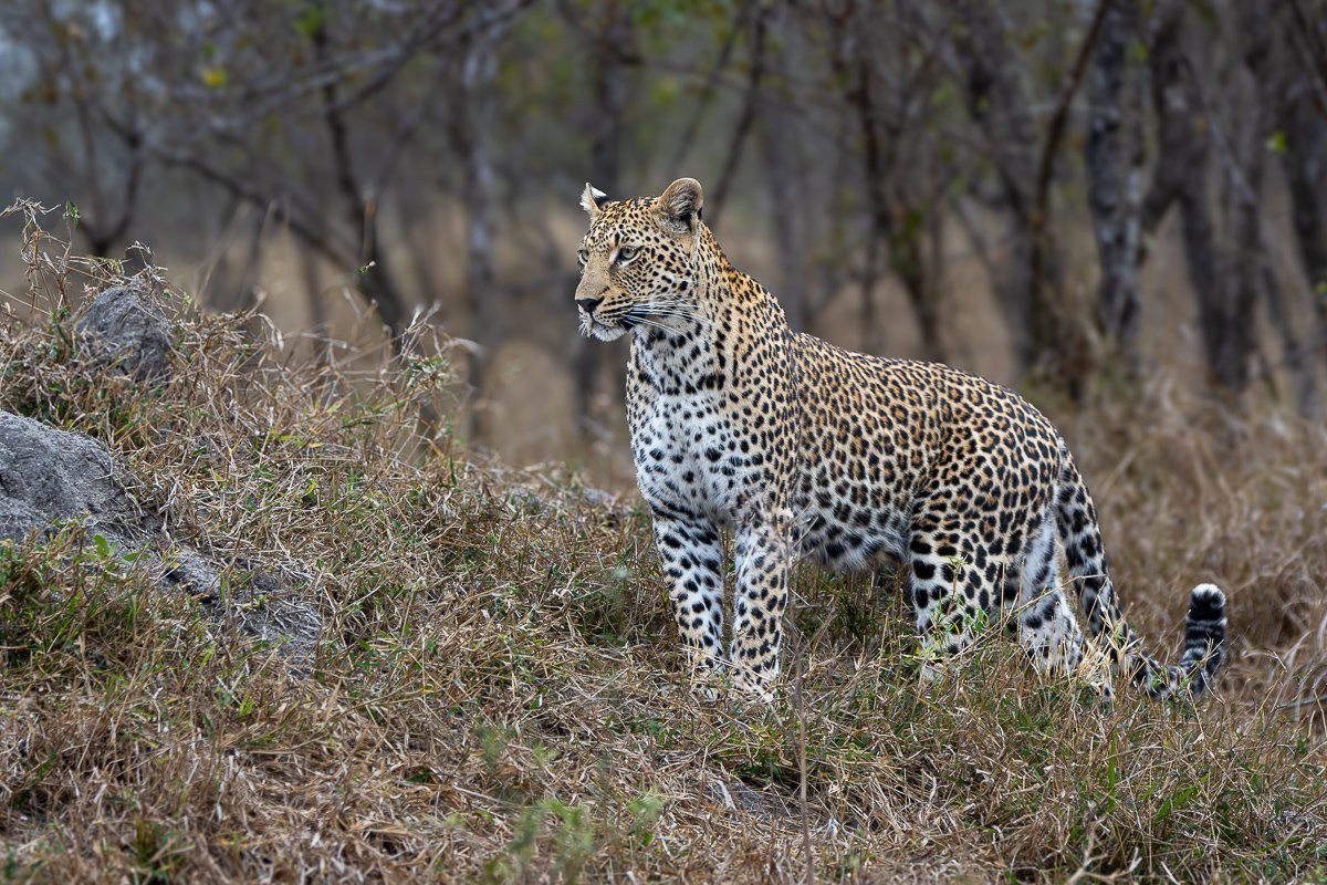 Kurhula female leopard moving cautiously through the bush while searching for her next meal.