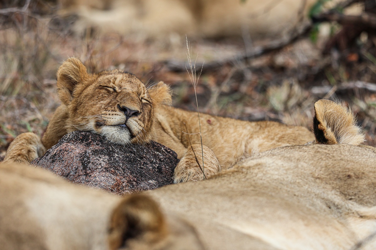 Msuthlu Pride lions resting peacefully near a safari vehicle