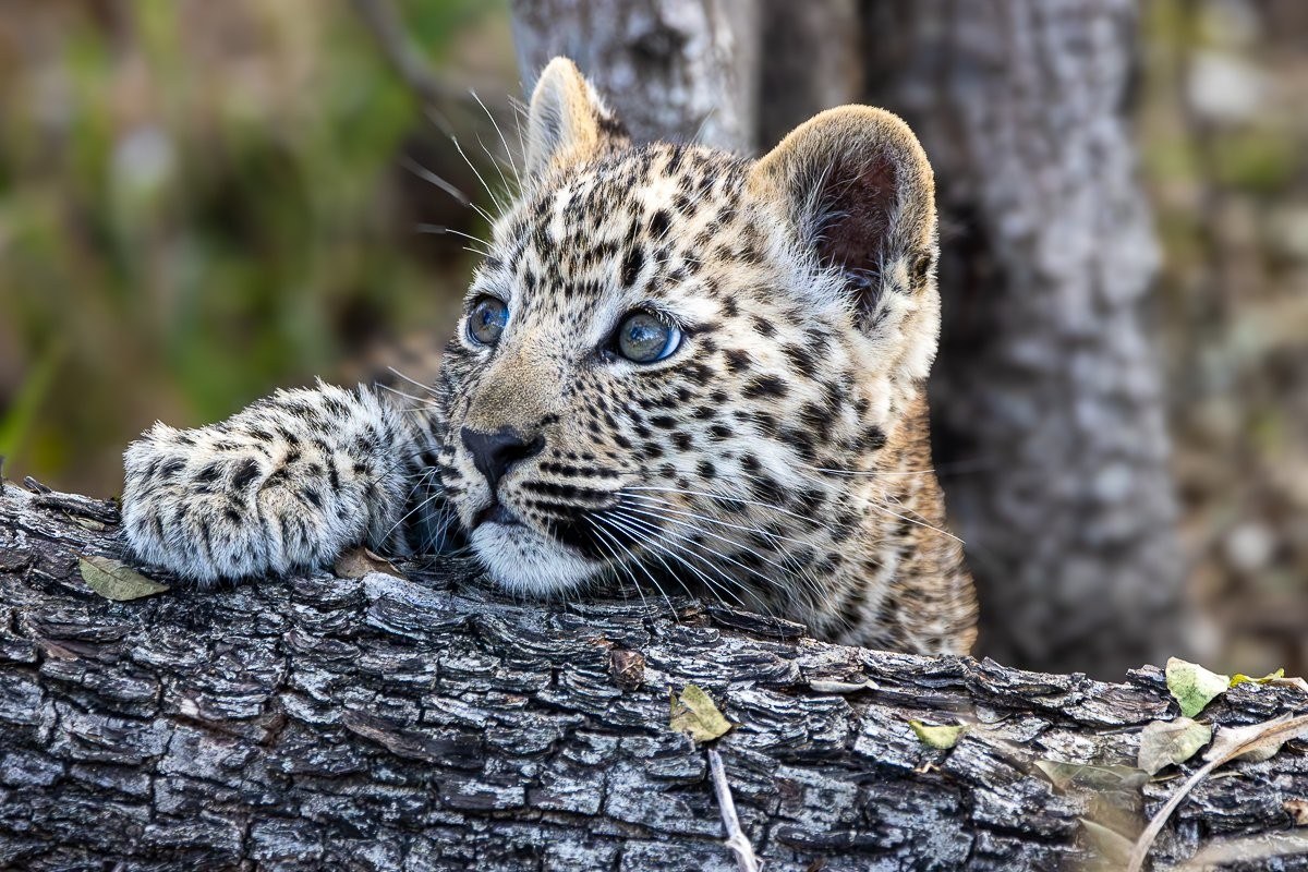 Sabi Sabi Ronald Mutero Kurhula Leopard Cub Close Up Game Reserve