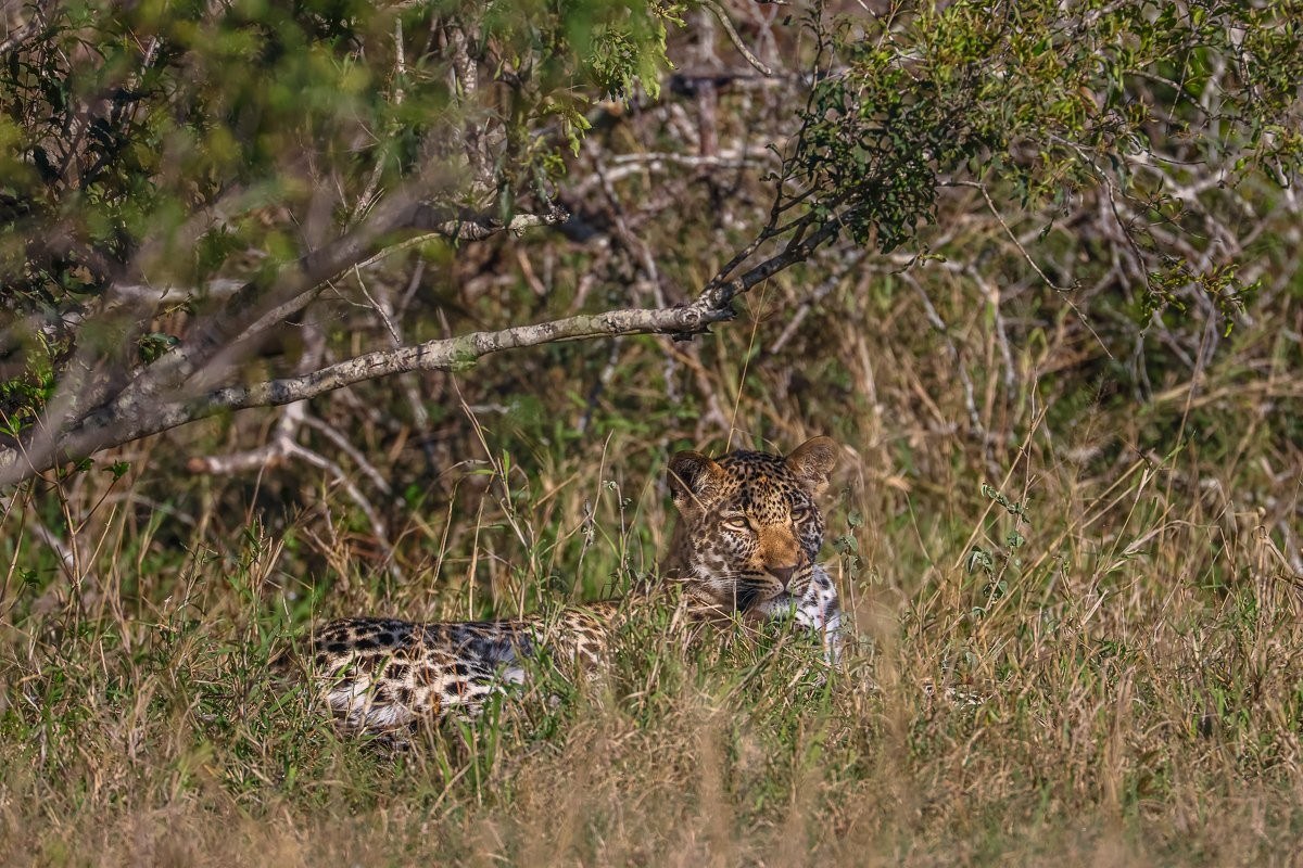 Young male leopard resting in the morning sunshine after cold, rainy weather at Sabi Sabi.