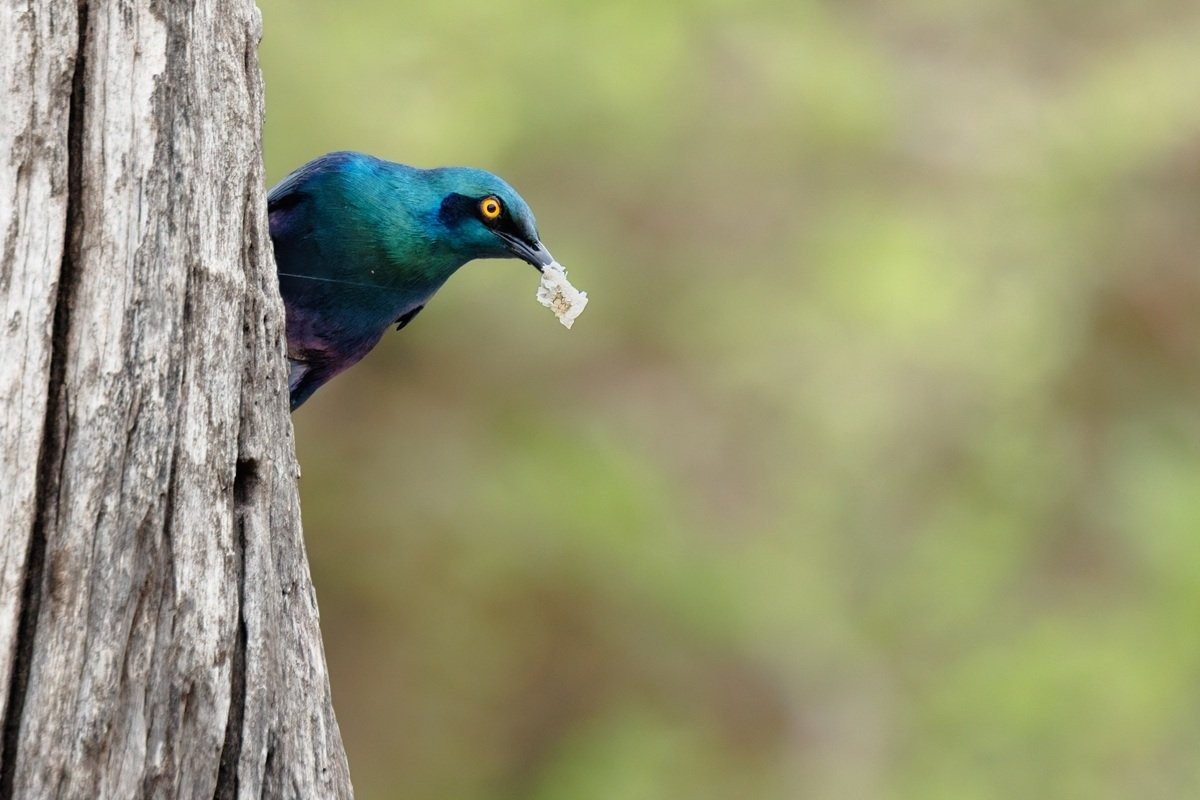 Greater blue-eared starling carrying snake skin to line its nest