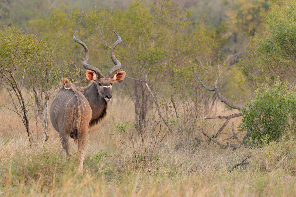 A male Kudu  standing in a dry bushveld landscape
