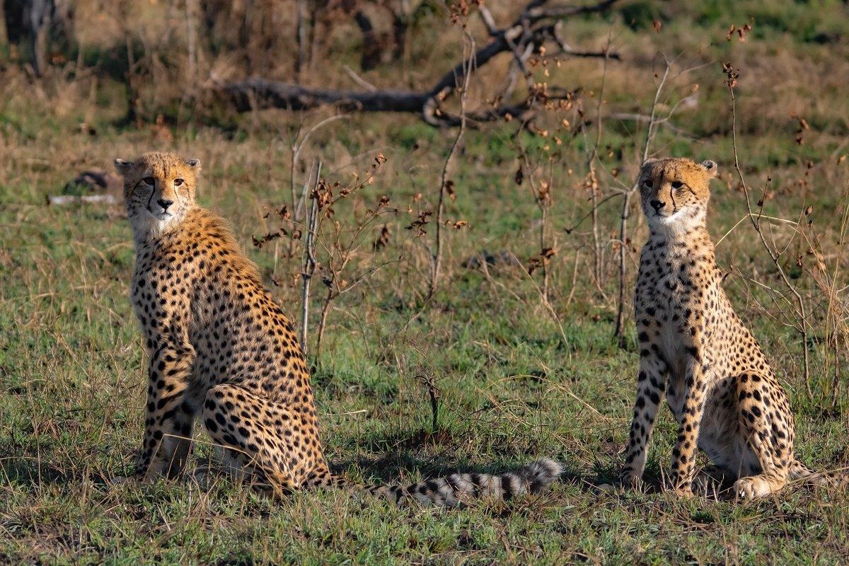 A39Devon Jansen Cheetah Two Cubs 220523 1 A39Devon Jansen Cheetah Two Cubs 220523 1