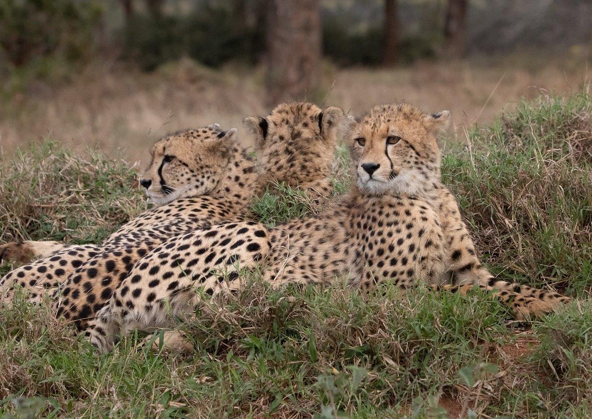 A43Jason Street   Cheetah   220523   2