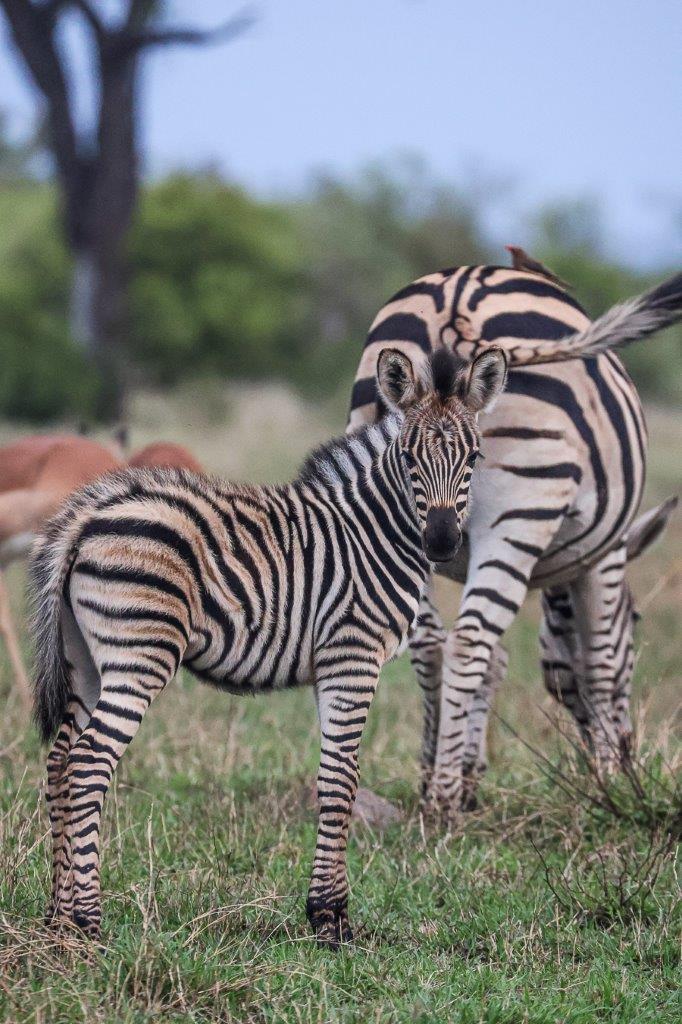 Zebra Ruan Mey
