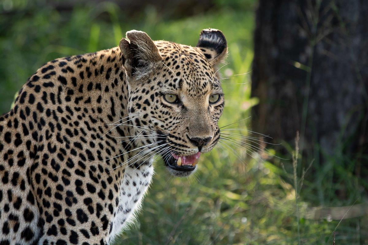 The look of a mother with a strong maternal instinct. The look of a mother with a strong maternal instinct.