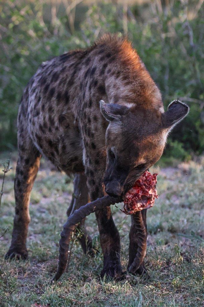 A hyena with a stolen kill. A hyena with a stolen kill.