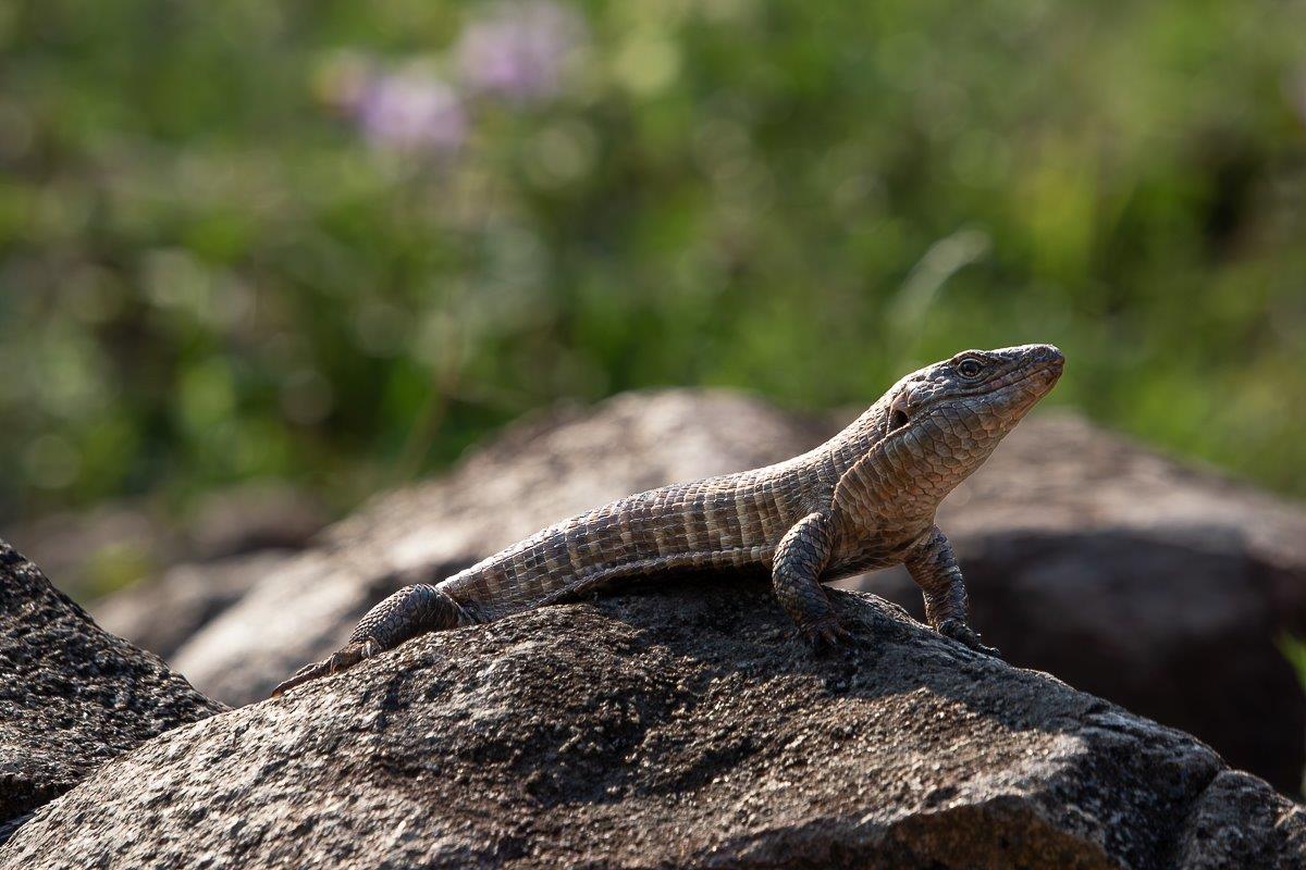 The Giant Plated Lizard the second largest lizard species found at Sabi Sabi. The Giant Plated Lizard the second largest lizard species found at Sabi Sabi.