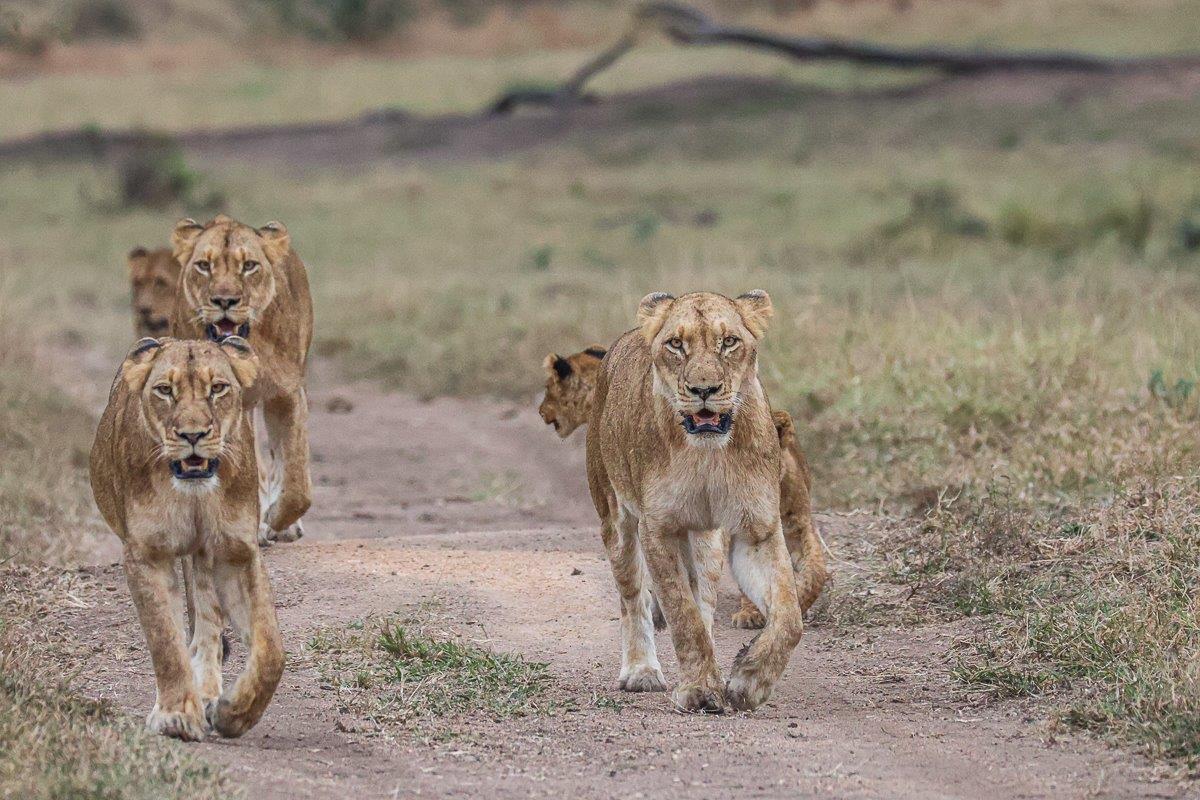 We once again found tracks just outside of Earth Lodge We once again found tracks just outside of Earth Lodge