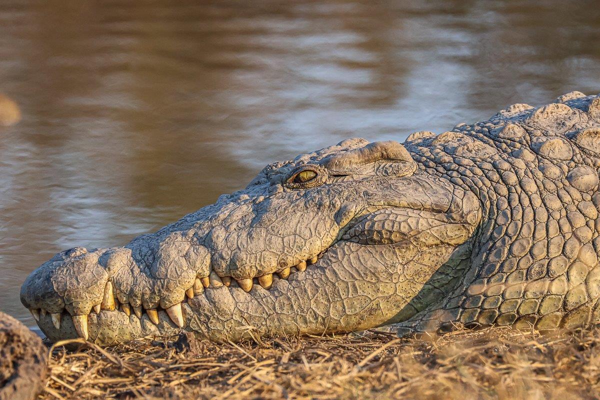 During the cool winter temperatures, these reptiles need an external heat source to warm up