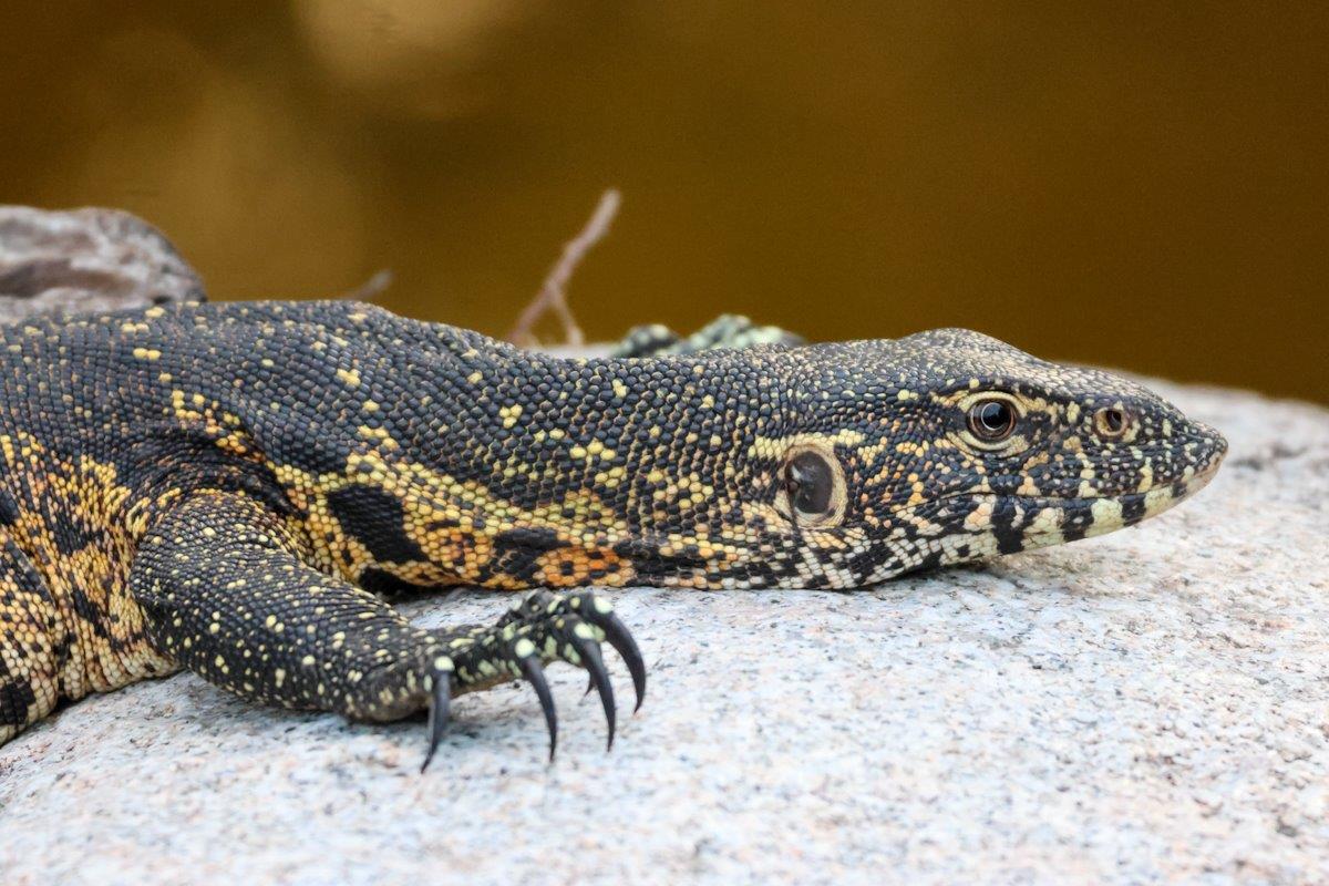Sabi Sabi Jan Nel Monitor Lizard On Rock