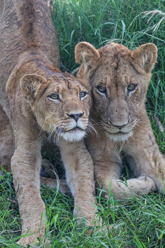 Sabi Sabi Ruan Mey Southern Pride Lions Sabi Sabi Ruan Mey Southern Pride Lions