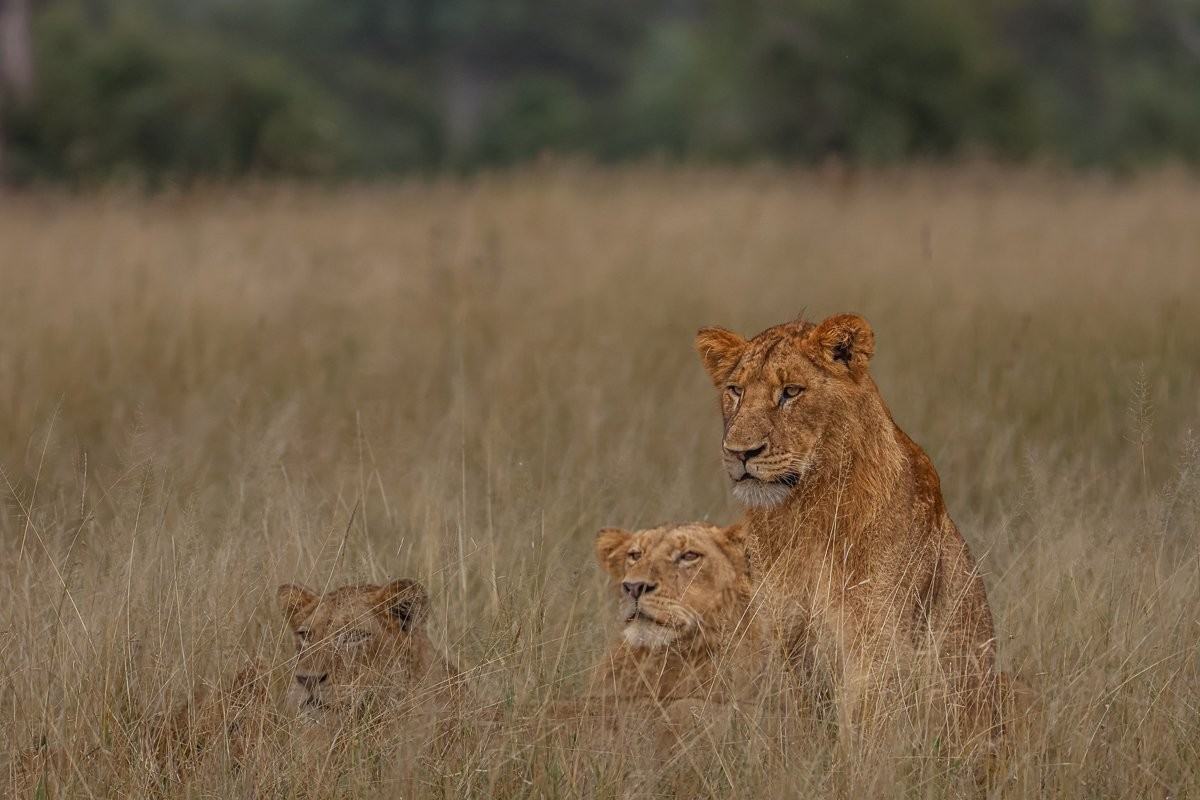 Sabi Sabi Ruan Mey Msuthlu Pride Sabi Sabi Ruan Mey Msuthlu Pride