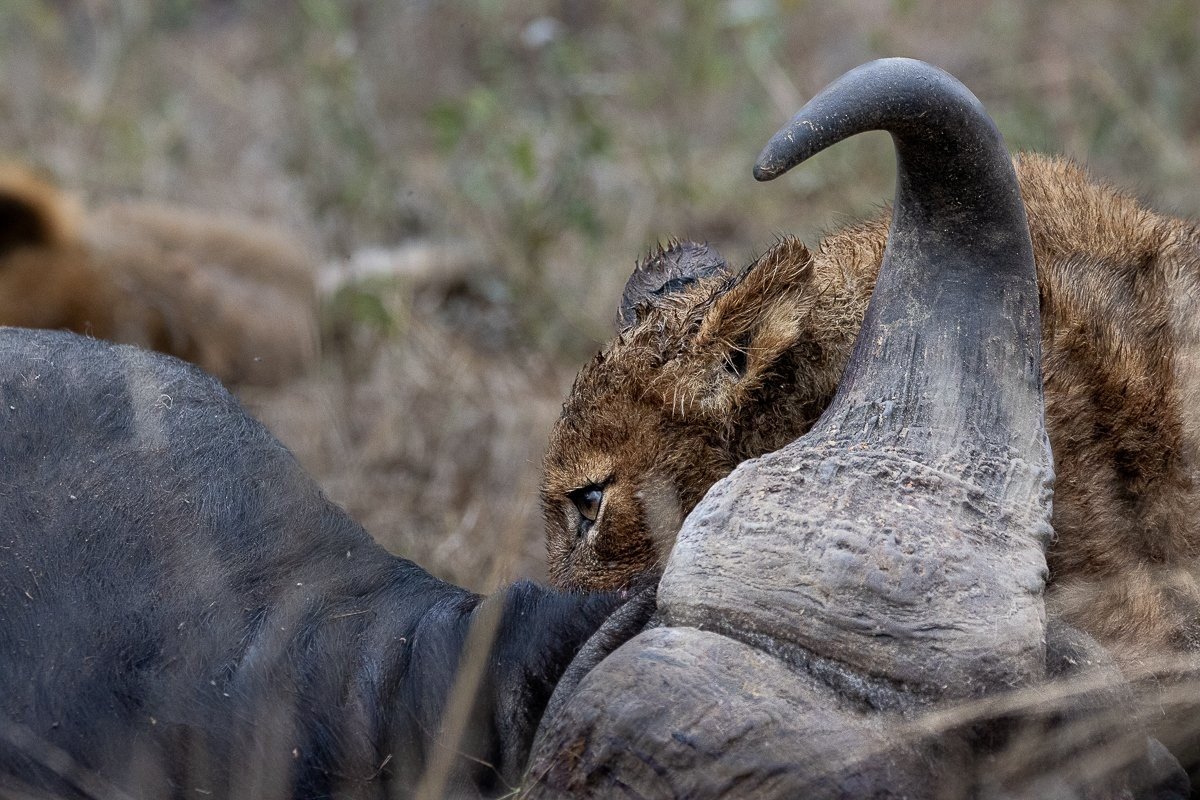 Sabi Sabi Ronald Mutero Msuthlu With Kill Sabi Sabi Ronald Mutero Msuthlu With Kill